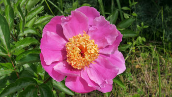 Peony Plants, 'Doreen', 4 of 4