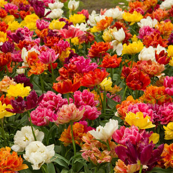 Spring Bulbs Tulips 'Double Mixed' 48 Bulb Pack, 2 of 6
