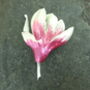 Magnolia Pink Flower Brooch, thumbnail 4 of 5