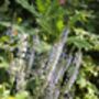 Salvia 'Crystal Blue', thumbnail 6 of 7