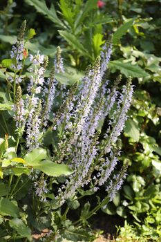 Salvia 'Crystal Blue', 6 of 7