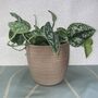 Ceramic Planter And Plant, Perfect Wedding Gift, thumbnail 4 of 12