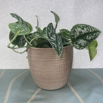Ceramic Planter And Plant, Perfect Wedding Gift, 4 of 12
