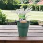 Senecio Angel Wings Plant In 2 L Pot – Silvery Foliage, thumbnail 7 of 7