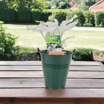Senecio Angel Wings Plant In 2 L Pot – Silvery Foliage, 7 of 7