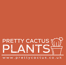 Pretty Cactus Plants - independent plat shop based in Norfolk 