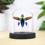 Striped Jewel Beetle Insect Bug Entomology Taxidermy Bell Jar, thumbnail 1 of 3