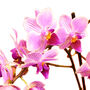 Moth Orchid Houseplant Twin Spiked Phalaenopsis Plant, thumbnail 4 of 7