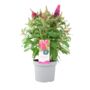 Butterfly Bush 'Little Ruby' – 5 L Pot Shrub, thumbnail 4 of 5