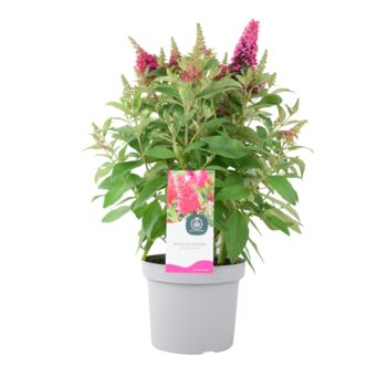 Butterfly Bush 'Little Ruby' – 5 L Pot Shrub, 4 of 5