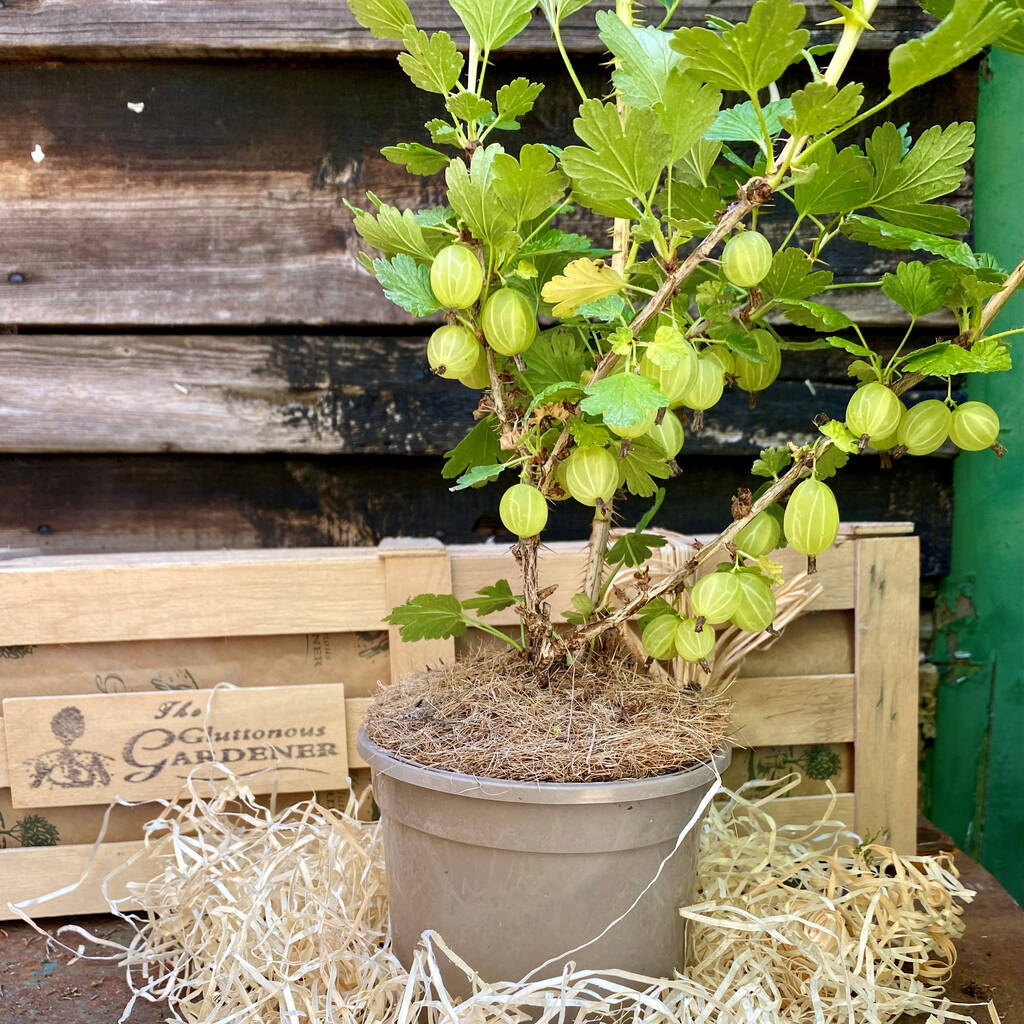 Gooseberry Bush ‘A Growing Gift Of Hope’, 1 of 9