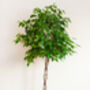 Houseplant Ficus Benjamina Plaited Stem 3 L Pot, thumbnail 1 of 1