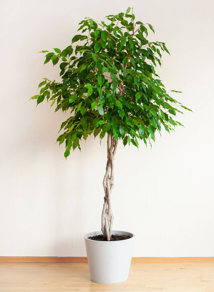 Houseplant Ficus Benjamina Plaited Stem 3 L Pot