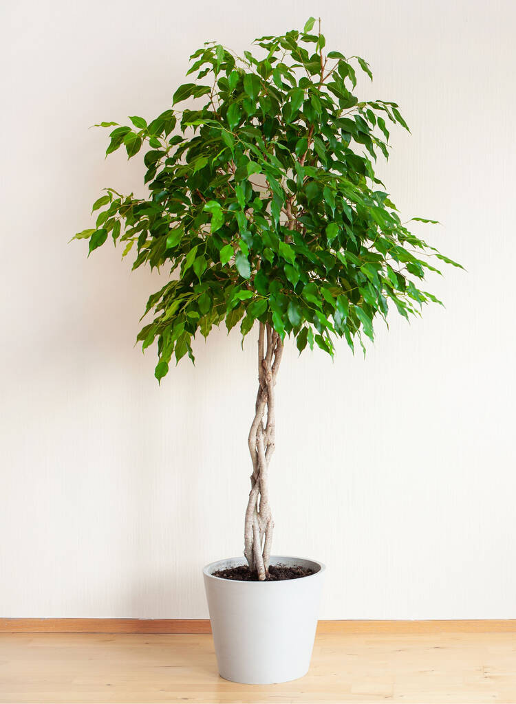 Houseplant Ficus Benjamina Plaited Stem 3 L Pot By Acqua Garden