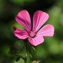 Wildflower Seeds 'Pretty In Pink' 200 X Seed Pack, thumbnail 6 of 8