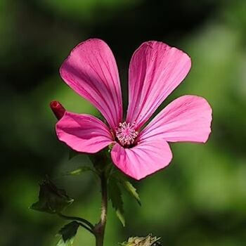 Wildflower Seeds 'Pretty In Pink' 200 X Seed Pack, 6 of 8
