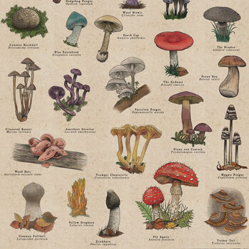 British Mushroom Artwork/Fungi Illustration Print, 11 of 11