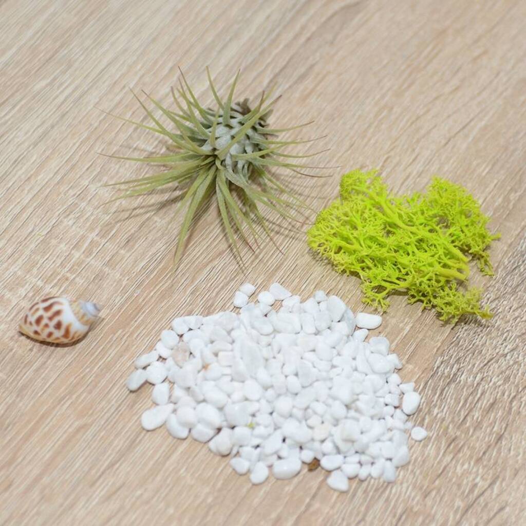 Light Bulb Bauble Air Plant Christmas Decoration By DingaDing