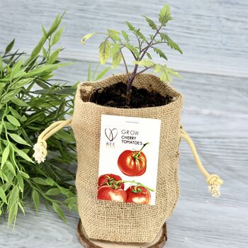 Cherry Tomato Jute Bag Grow Set, 4 of 6