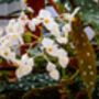 Houseplant Begonia Maculata, thumbnail 4 of 6