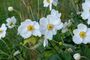 Anemone Plants, 'Honorine Jobert', thumbnail 2 of 8