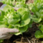Lettuce 'Butterhead' Six X Plug Plant Pack, thumbnail 3 of 5