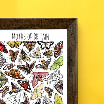 Moths Of Britain Wildlife Print, 3 of 10