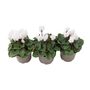 Cyclamen White Plants In 9cm Pots – Set Of3, thumbnail 2 of 2