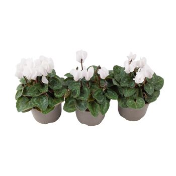 Cyclamen White Plants In 9cm Pots – Set Of3, 2 of 2