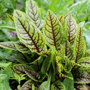 Vegetable Plant Sorrel 'Red Veined' 1x Plant 9cm Pot, 4 of 8