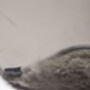 The Original Merino Sheepskin Pram Liner, thumbnail 9 of 11