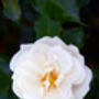 Rose Diamond Dad, Garden Rose Gift For Dad, thumbnail 2 of 2