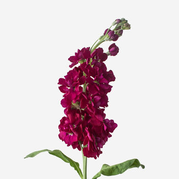 Grenadine Stock Fresh Bouquet, 2 of 2