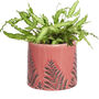 Set Of Three Personalised Botanical Ceramic Plant Pots, thumbnail 2 of 11