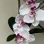 White And Pink Phalenopsis Orchid In Tall Slim Vase, thumbnail 4 of 8