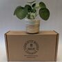 Mini Plant And Pot Subscription Box Houseplant Lover Gift, thumbnail 3 of 4