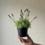 Artificial Lavender In Pot, thumbnail 3 of 6