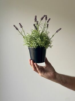 Artificial Lavender In Pot, 3 of 6