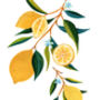 Summer Lemons Art Print, thumbnail 5 of 5