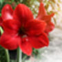 Amaryllis Bulb Pack 'Red' + 'White' Two X Bulbs, thumbnail 3 of 8