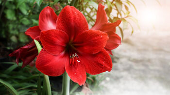 Amaryllis Bulb Pack 'Red' + 'White' Two X Bulbs, 3 of 8
