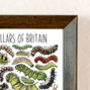 Caterpillars Of Britain Wildlife Watercolour Print, thumbnail 5 of 6