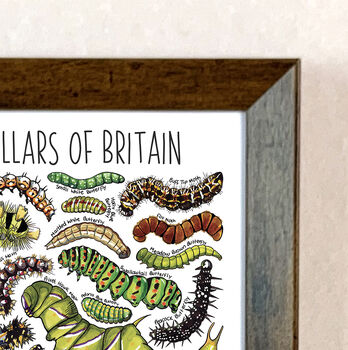 Caterpillars Of Britain Wildlife Watercolour Print, 5 of 6