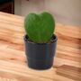 Hoya Kerrii Heart Succulent – 6cm Pot Indoor Plant, thumbnail 4 of 4
