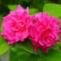 Climbing Rose 'Zephirine Drouhin' Plant 5 L Pot, thumbnail 1 of 2