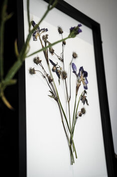 Wild Fade Original Pressed Flower Art In A3 Black Frame, 3 of 8