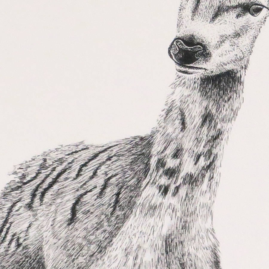 Deer Print 'The Doe' By Kate Daniels design | notonthehighstreet.com