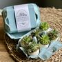 Succulent Egg Box, thumbnail 1 of 10