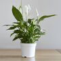 Houseplant Spathiphyllum 'Peace Lily' One X 13cm Pot, thumbnail 3 of 5