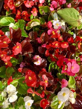 Begonia 'Organdy' Mix 20 X Plant Pack, 5 of 6